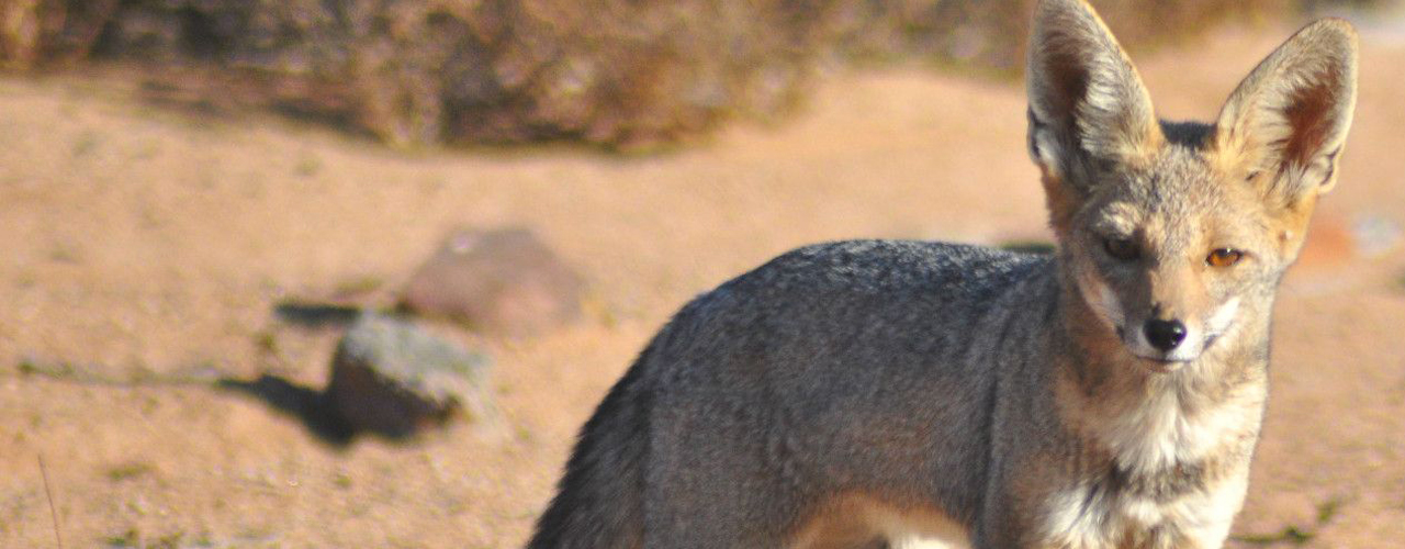 Biodiversidad y Recuperación