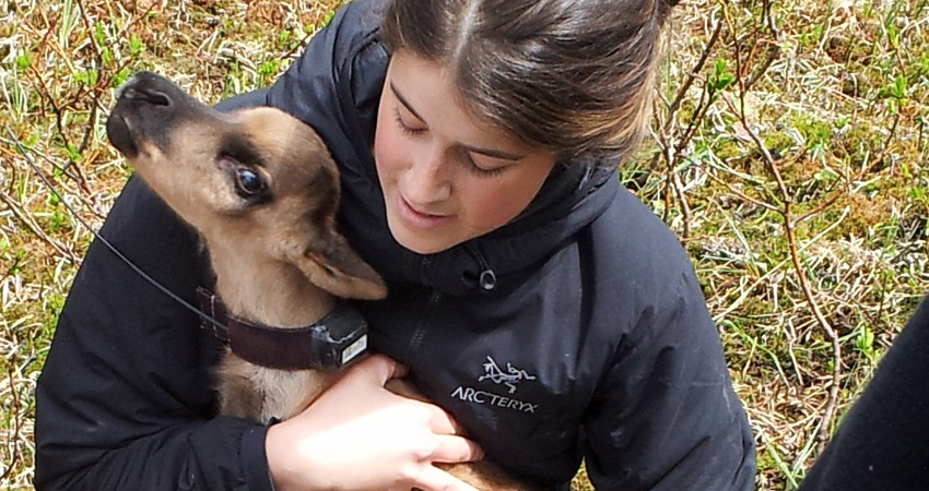 Population of Threatened Caribou Herd Triples Thanks to Penning Program